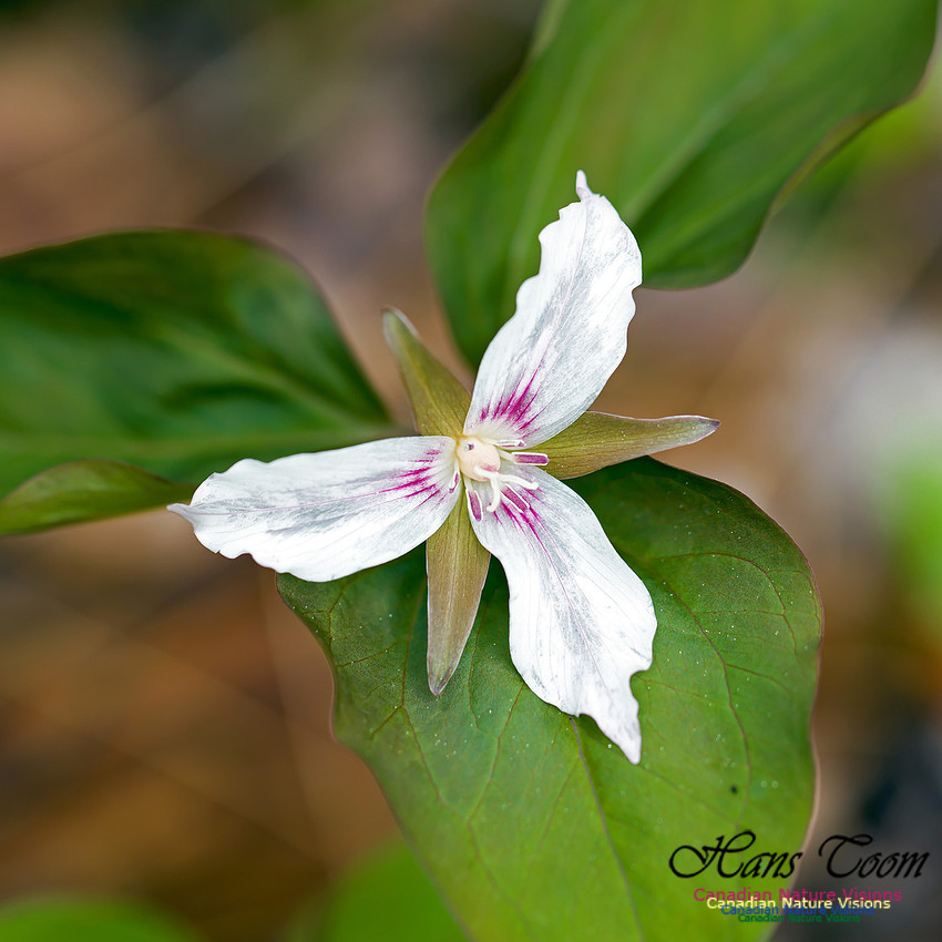 Painted Trillium 14
