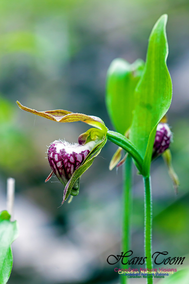Ram's Head Orchid 3
