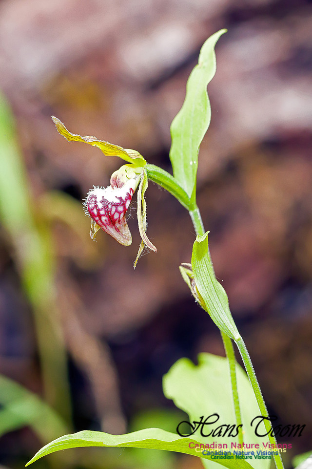 Ram's Head Orchid 4