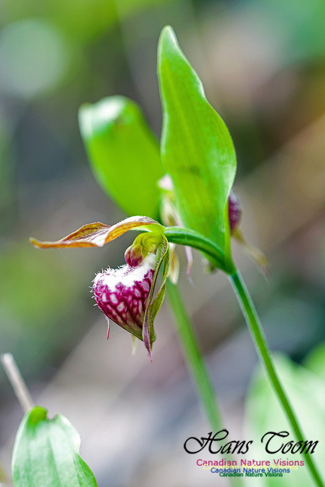 Ram's Head Orchid 5