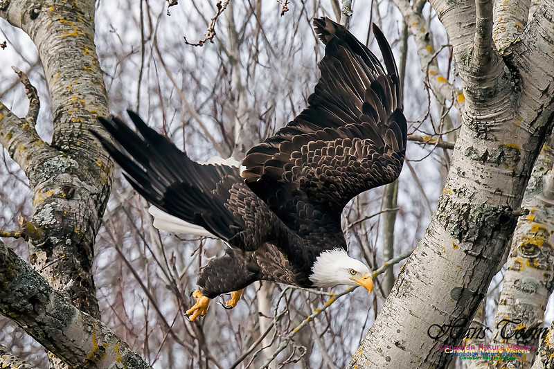 Bald Eagle