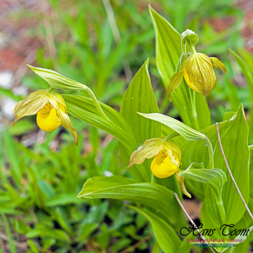 Yellow Ladies's Slipper Orchid 2