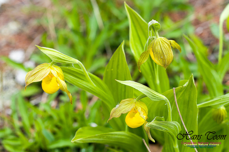 Yellow Ladies's Slipper Orchid 3
