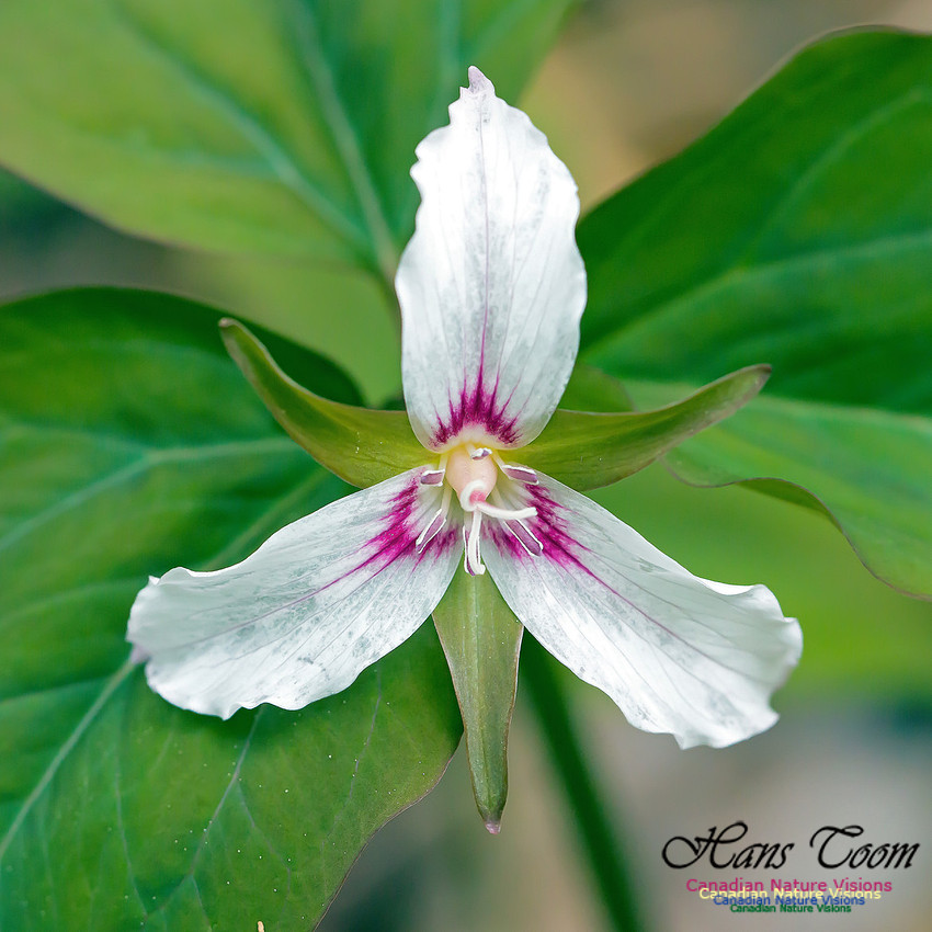 Painted Trillium 10