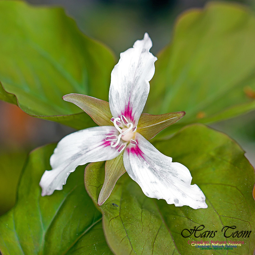 Painted Trillium 12