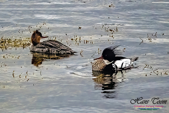 Red-breasted Merganser 402