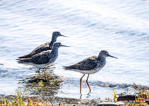 Lesser Yellowlegs 107