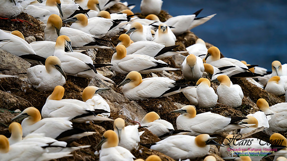 Northern Gannet 100