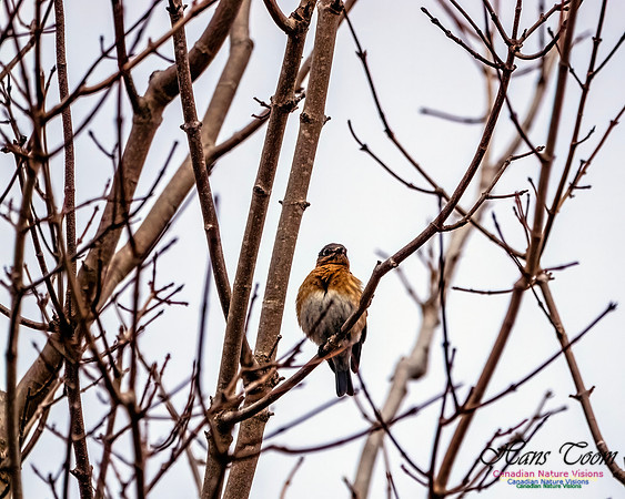 Eastern Bluebird 803