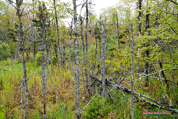 Warbler Walk Jerry Lawrence Provincial Park 2017 9