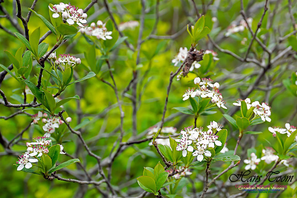 Warbler Walk Jerry Lawrence Provincial Park 2017 2