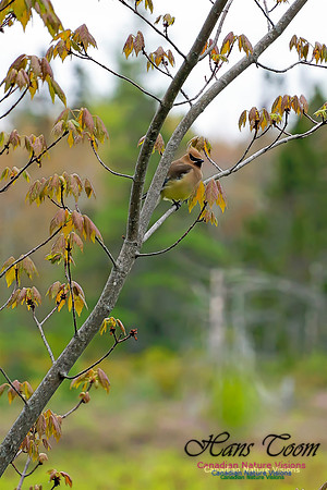Warbler Walk Jerry Lawrence Provincial Park 2017 4