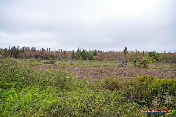 Warbler Walk Jerry Lawrence Provincial Park 2017 5