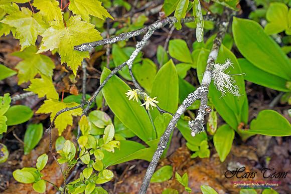 Warbler Walk Jerry Lawrence Provincial Park 2017 6