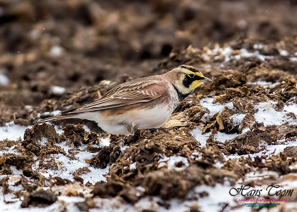 Horned Lark 604