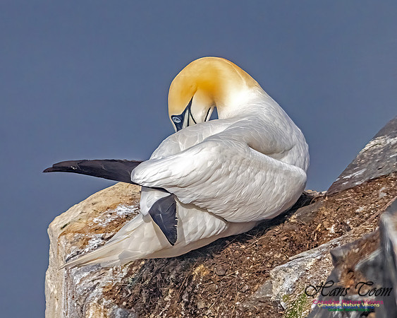 Cape St. Mary's 109