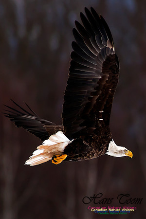 Bald Eagle