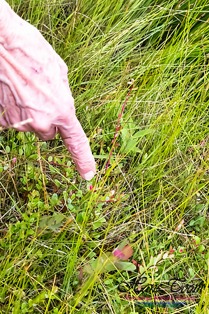 Bog Cranberry