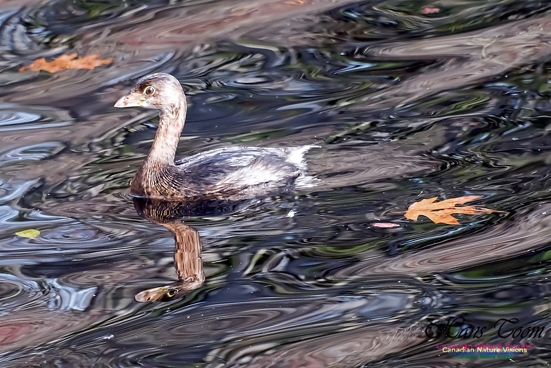 Pied-billed Grebe