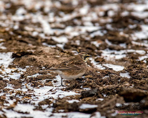 Horned Lark 601