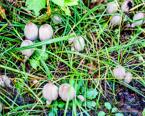Fungus Walk In the Woodland 113