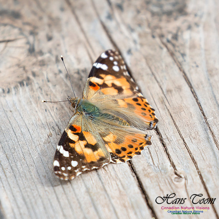 Painted Lady 2