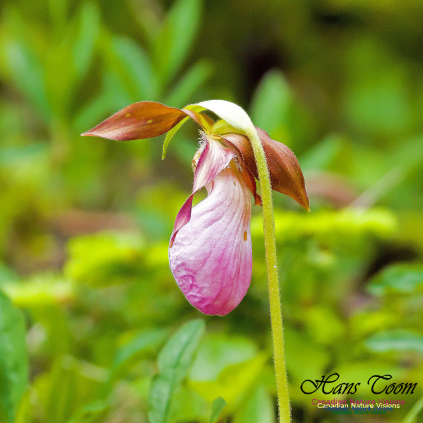 Pink Ladies Slipper Orchid 3