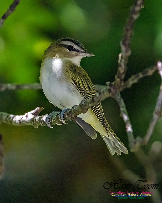 Blue-headed Vireo 104