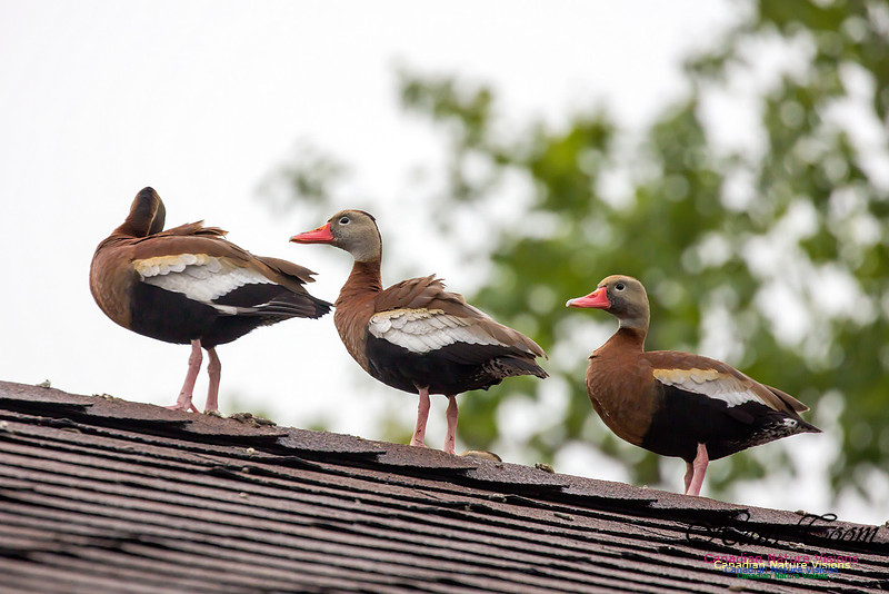 Black-bellied Whistling Duck 9