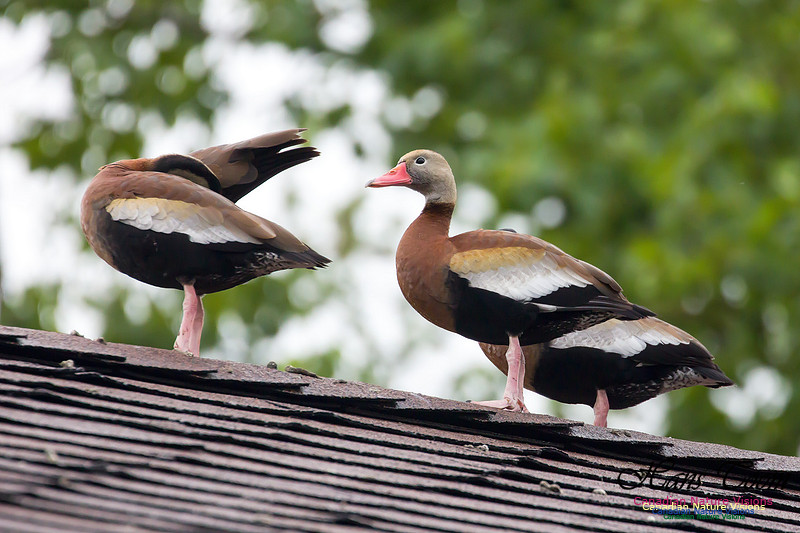 Black-bellied Whistling Duck 4