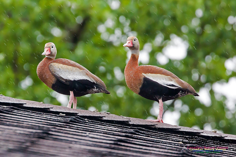 Black-bellied Whistling Duck 1