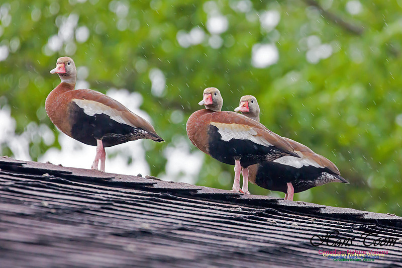 Black-bellied Whistling Duck 3