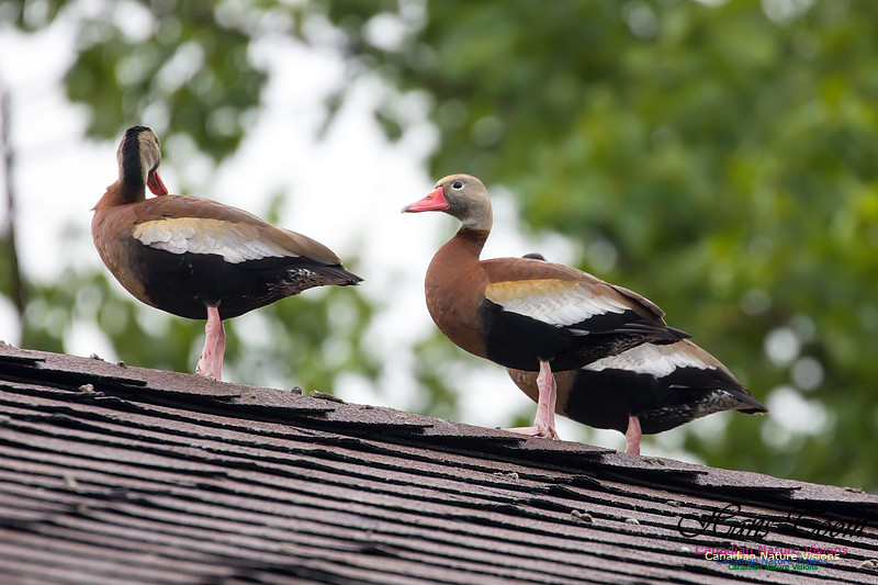 Black-bellied Whistling Duck 5