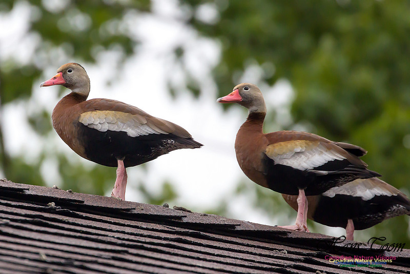 Black-bellied Whistling Duck 6