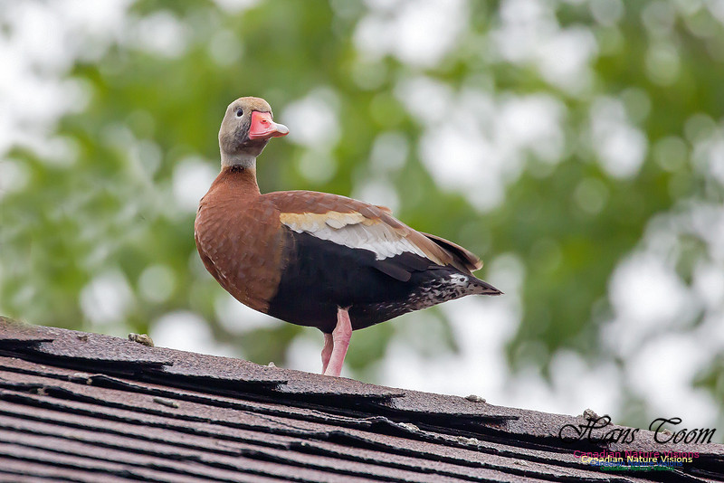 Black-bellied Whistling Duck 7