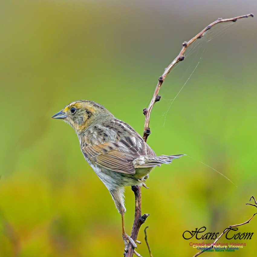 Nelson's Sparrow 6