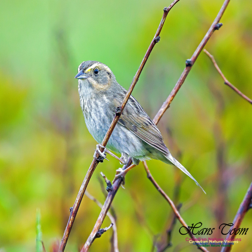 Nelson's Sparrow 7