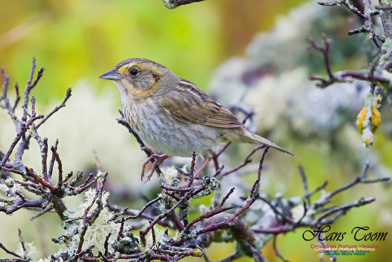 Nelson's Sparrow 1