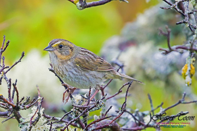 Nelson's Sparrow 2