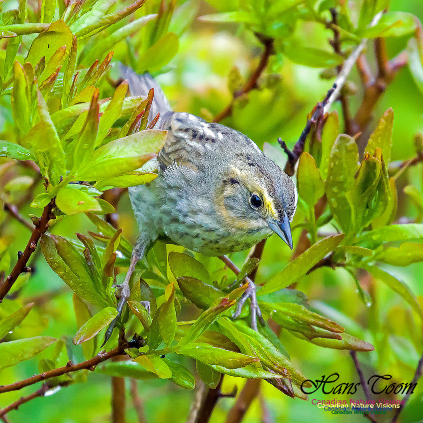 Nelson's Sparrow 3