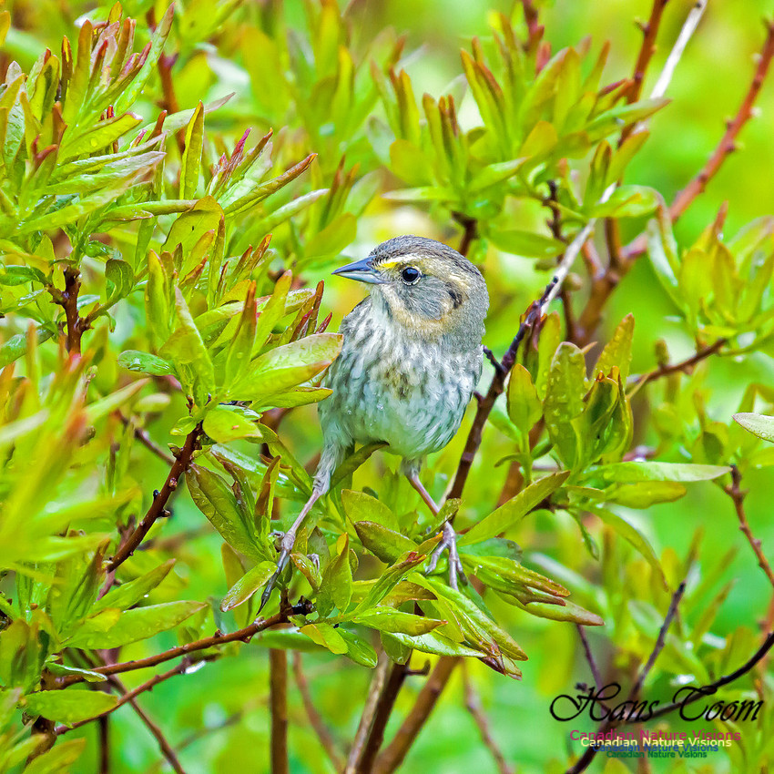 Nelson's Sparrow 4