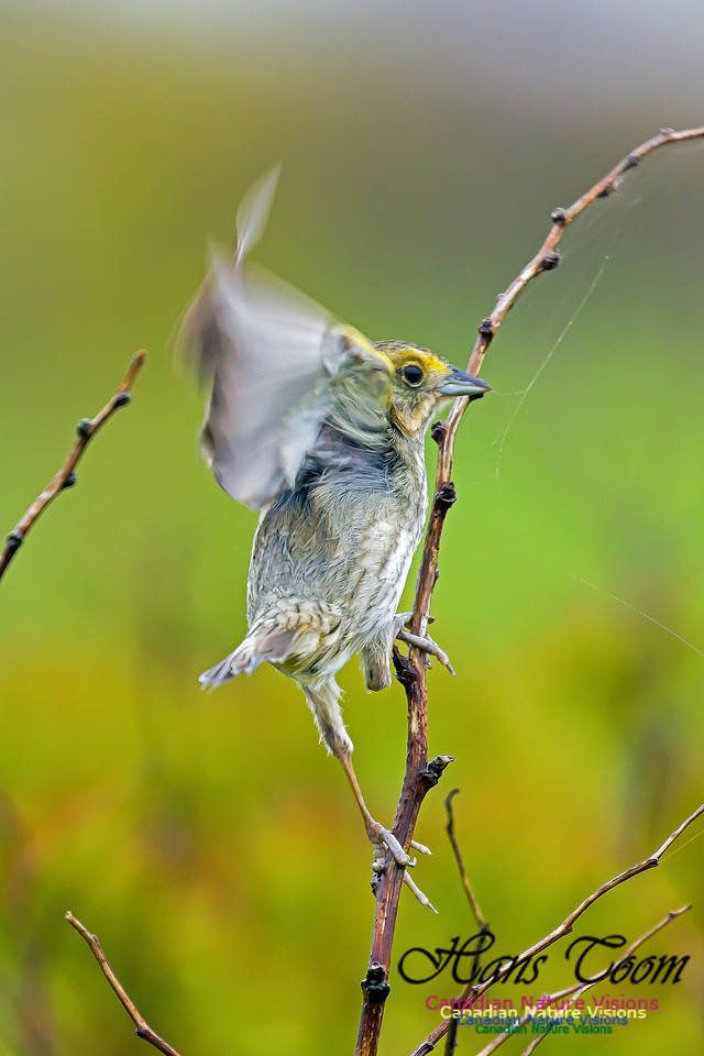 Nelson's Sparrow 5
