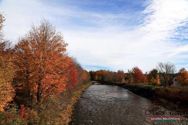 Maple Forest Fall Colours 2016