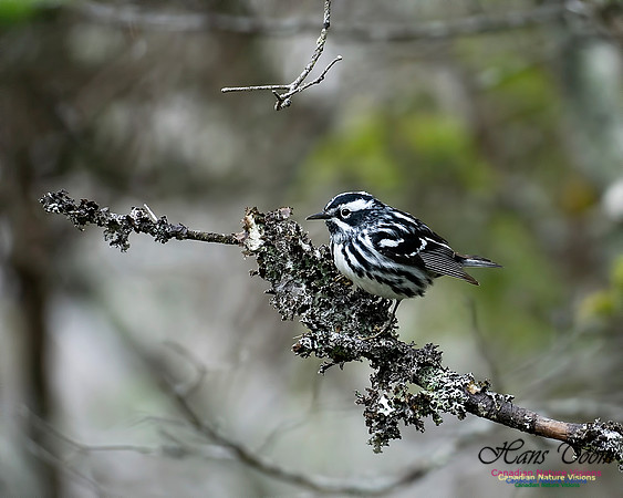 Black-and-White Warbler 100