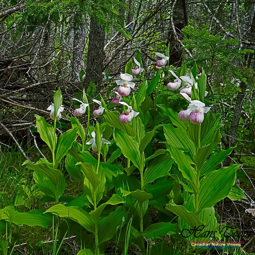 Showy Lady's Slipper Orchid 105