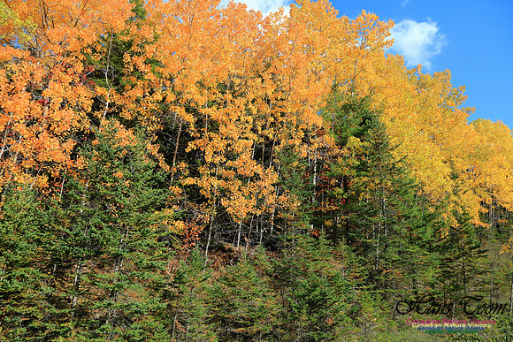 FallColours2016-1028