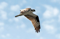 Osprey