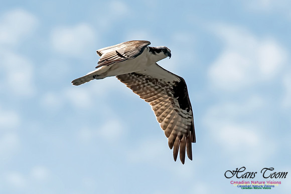 Osprey