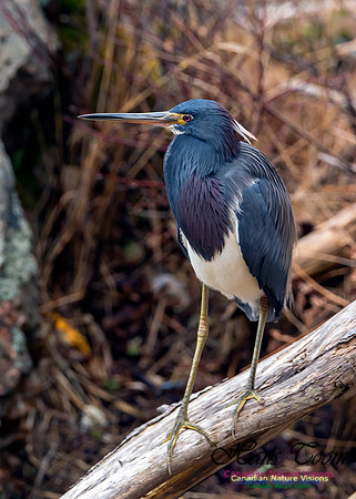 Tricoloured Heron 16