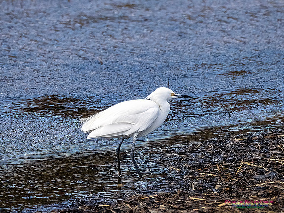 Snowy Egret 101
